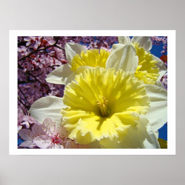 Narcissblommor konsttryck Vår Rosa Blommor Poster (Framsidan)