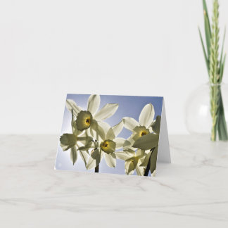 Narcissen die bloeien met een lente blauwe lucht tack kort
