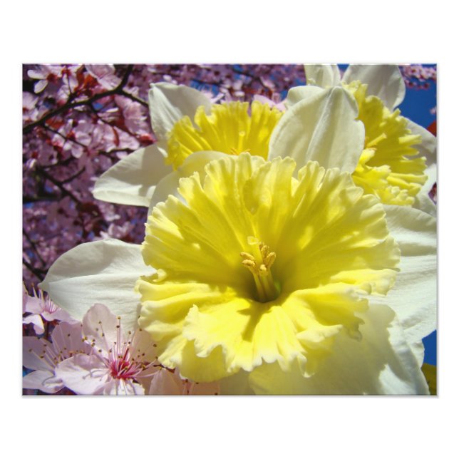 Narcisser Blommor Fotografi konsttryck Vår (Framsidan)