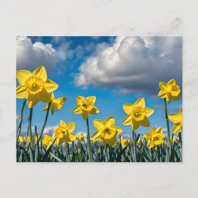 Narcisser dansar vykort (Framsida)