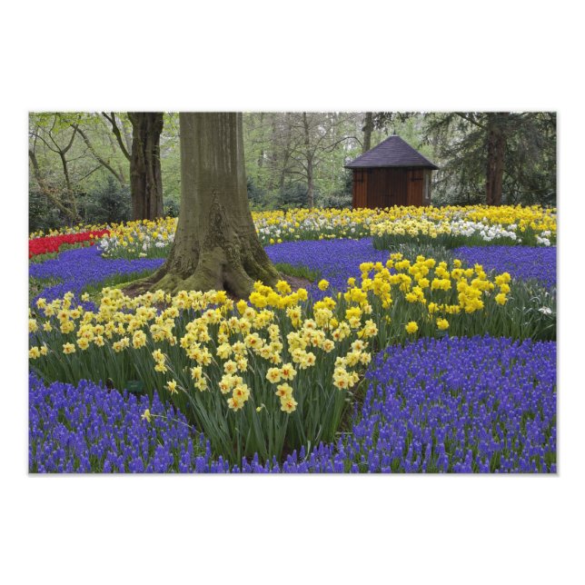 Narcisser, druvhyacint och tulpanträdgård, fototryck (Framsidan)