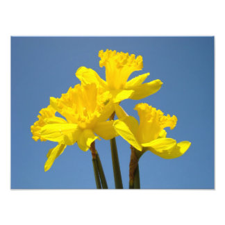 Narcisser Fotografi natur konsttryck Blå himmel