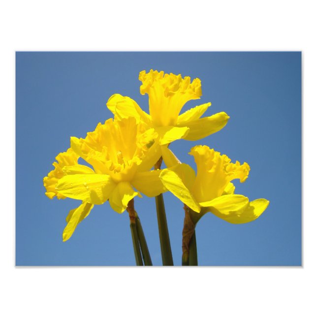 Narcisser Fotografi natur konsttryck Blå himmel (Framsidan)