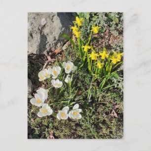 Narcisser & Krokus vykort