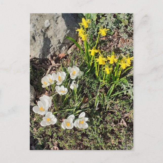 Narcisser & Krokus vykort (Framsida)