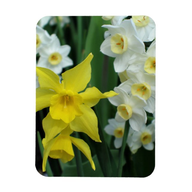 Narcisser Magnet (Vertikal)