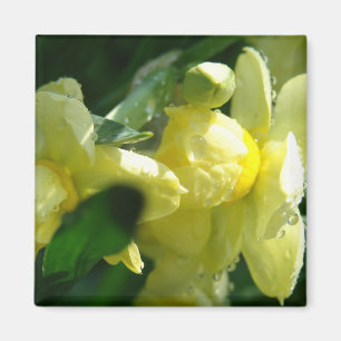 Narcisser med vattendroppar magnet