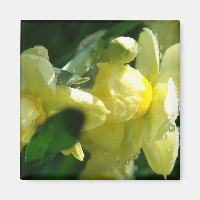 Narcisser med vattendroppar magnet (Framsidan)