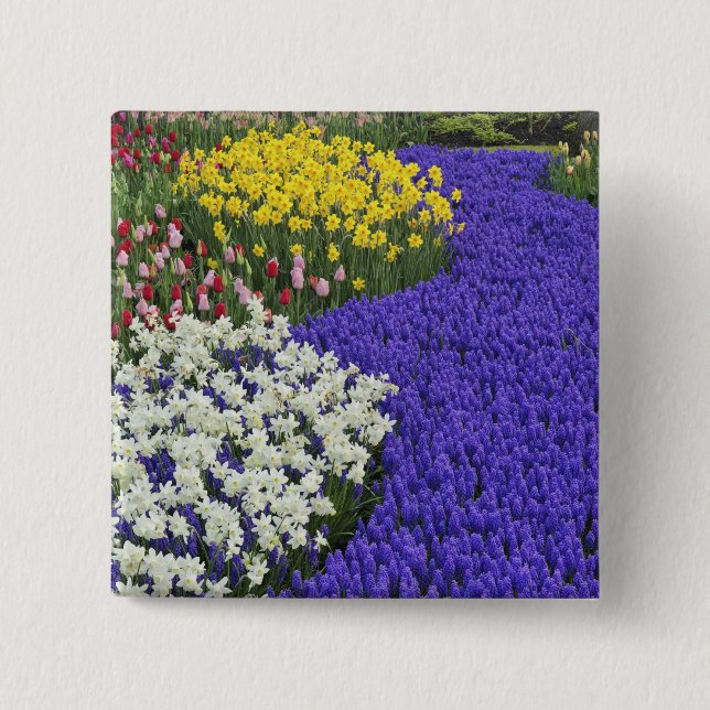 Narcisser och druvhyacint, Keukenhof 2 Knapp (Framsida)
