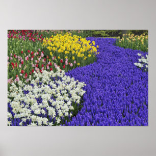 Narcisser och druvhyacint, Keukenhof 2 Poster
