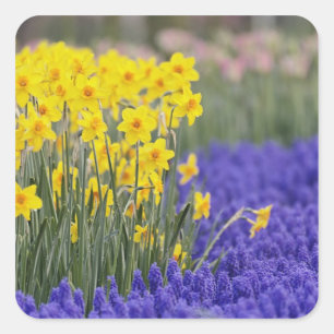 Narcisser och druvhyacint, Keukenhof 3 Fyrkantigt Klistermärke
