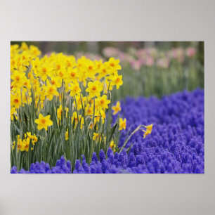 Narcisser och druvhyacint, Keukenhof 3 Poster