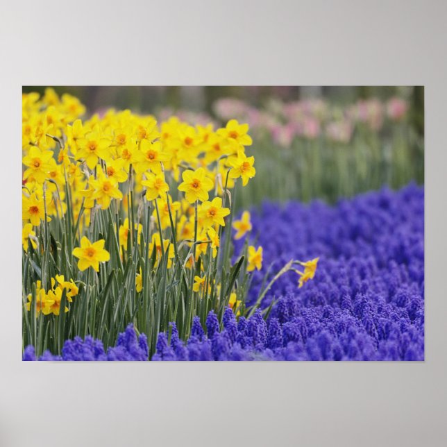Narcisser och druvhyacint, Keukenhof 3 Poster (Framsidan)