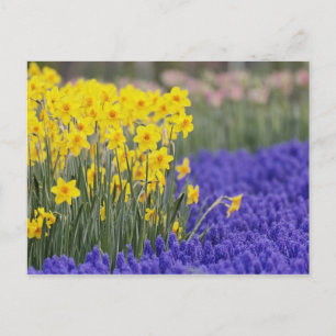 Narcisser och druvhyacint, Keukenhof 3 Vykort