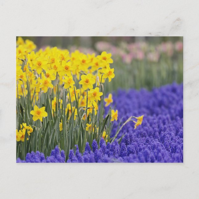 Narcisser och druvhyacint, Keukenhof 3 Vykort (Framsida)