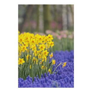 Narcisser och druvhyacint, Keukenhof Fototryck