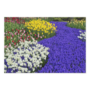 Narcisser och druvhyacint, Keukenhof Fototryck
