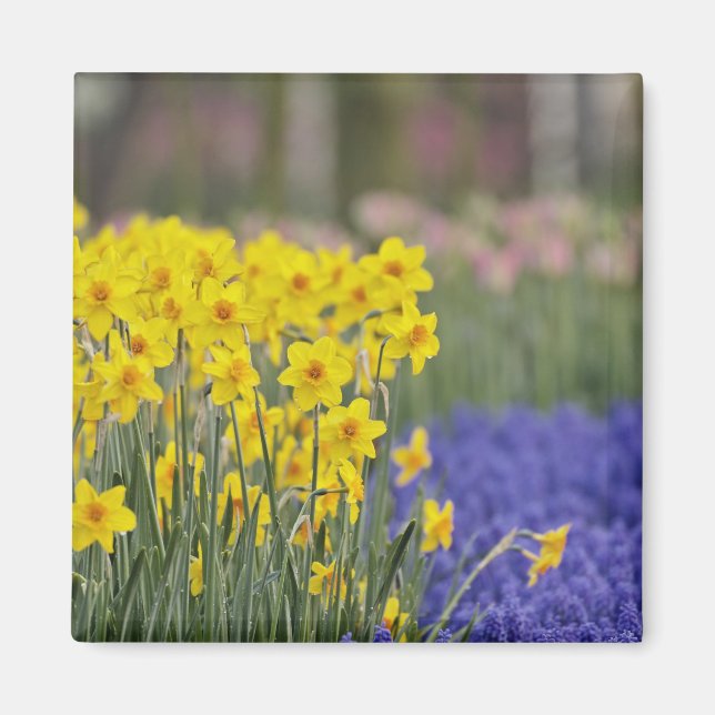 Narcisser och druvhyacint, Keukenhof Magnet (Framsidan)