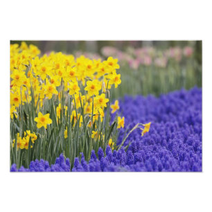 Narcisser och druvhyacinter, Keukenhof 3 Fototryck