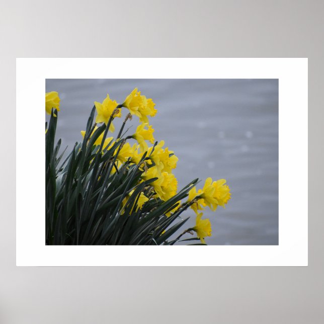 Narcisser  poster (Framsidan)