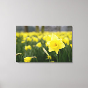 Narcisser (RF) Canvastryck