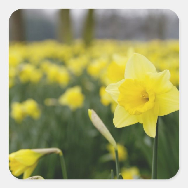 Narcisser (RF) Fyrkantigt Klistermärke (Framsida)