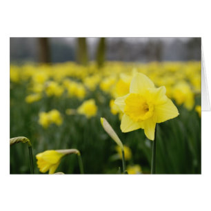 Narcisser (RF) Hälsningskort