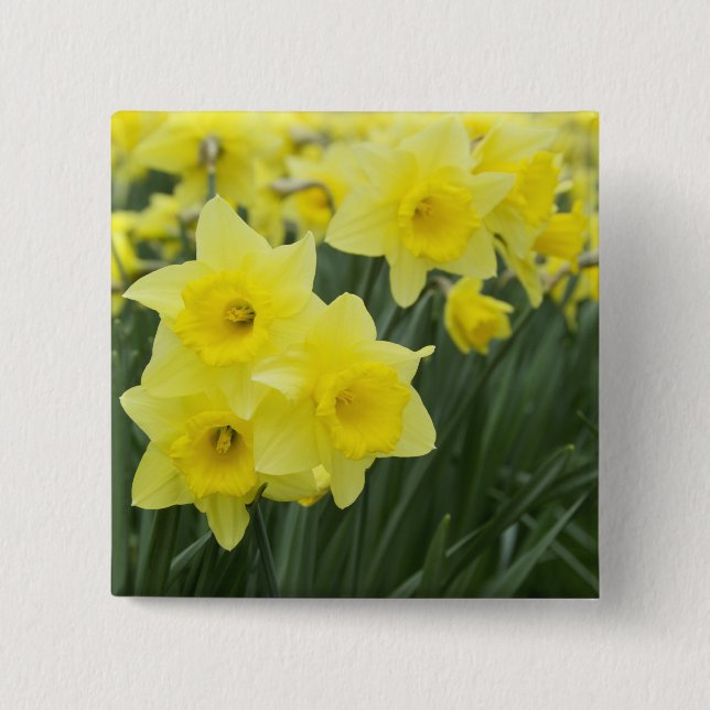 Narcisser RF) Knapp (Framsida)