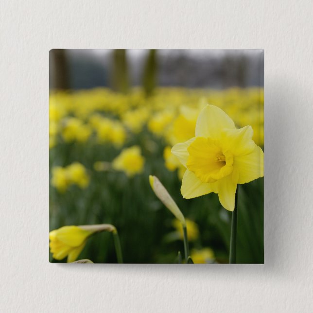 Narcisser (RF) Knapp (Framsida)