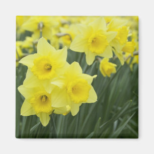 Narcisser RF) Magnet