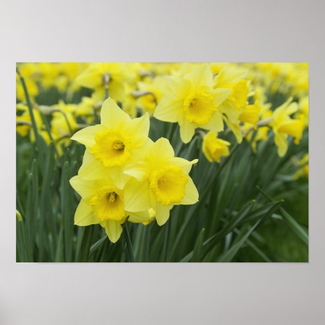 Narcisser RF) Poster (Framsidan)