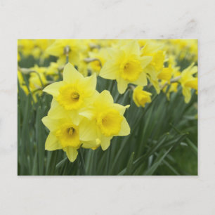 Narcisser RF) Vykort
