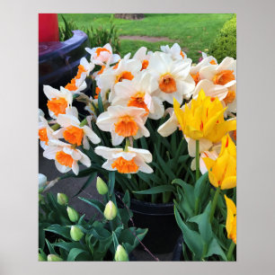 Narcisser & Tulpaner, Oregon Poster