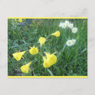 Narcisser Vita & Gula Arctic Bells DIY Postkort Helg Vykort