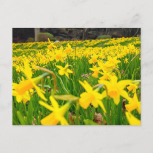Narcisser vykort