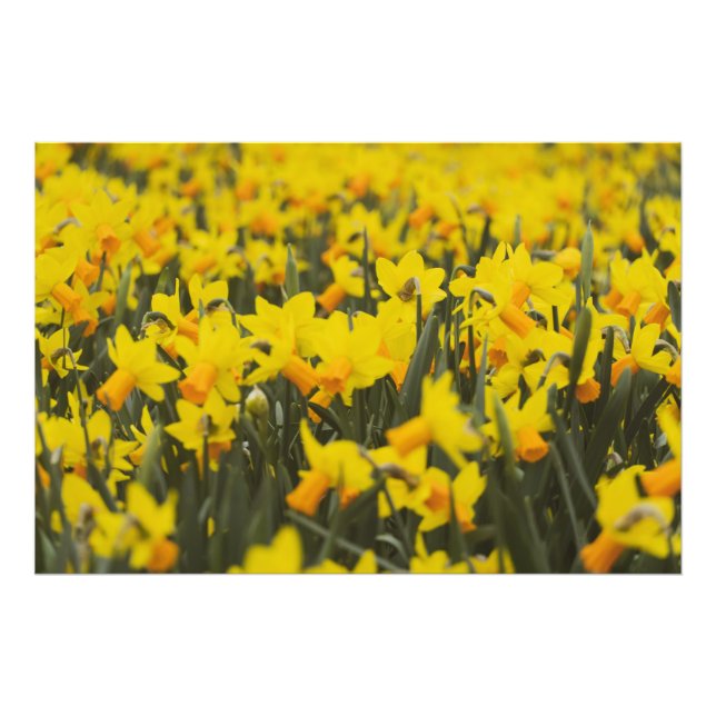 Narcissfält Fototryck (Framsidan)