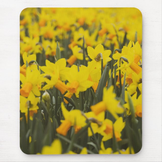 Narcissfält Musmatta (Framsidan)