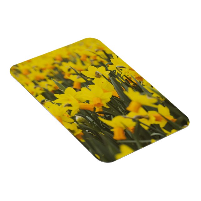 Narcissfälts vykort magnet (Högersidan)