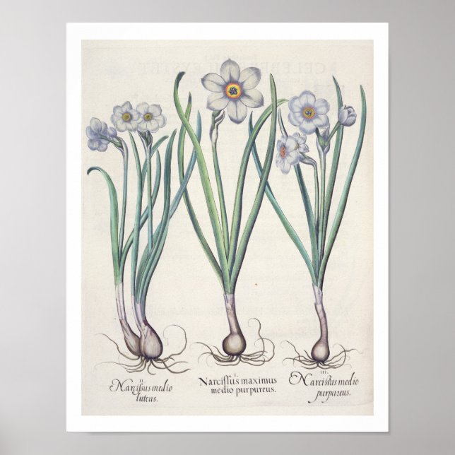 Narcissi: 1.Narcissus maximus medio purpureus; 2.N Poster (Framsidan)