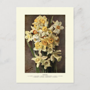 Narcissi Vykort