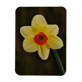 Narcissmagnets  magnet