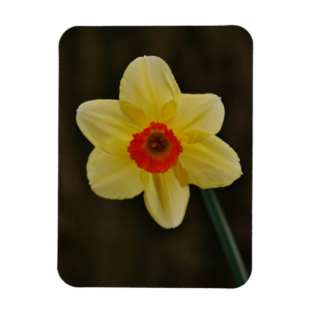 Narcissmagnets  magnet (Vertikal)