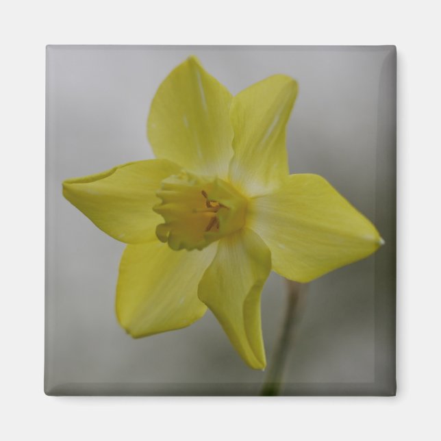 Narcissmagnets Magnet (Framsidan)