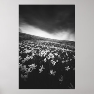 Narcissus blommor på berget Golica, Slovenien Poster