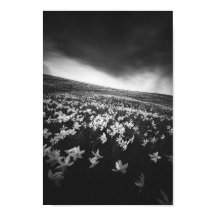 Narcissus blommor på berget Golica, Slovenien