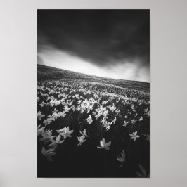 Narcissus blommor på berget Golica, Slovenien Poster