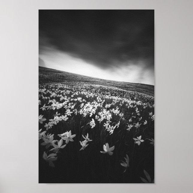 Narcissus blommor på berget Golica, Slovenien Poster (Framsidan)