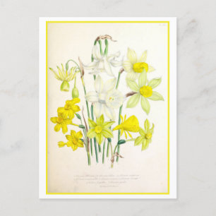 Narcissus Botanical Illustration Vintage Vykort