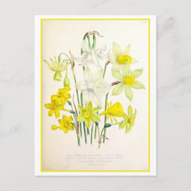 Narcissus Botanical Illustration Vintage Vykort (Framsida)