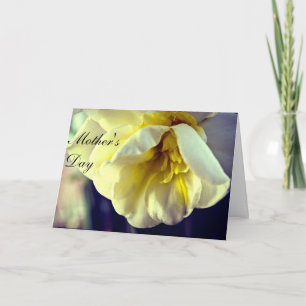 Narcissus Daffodil Mamma EuropDay Kort
